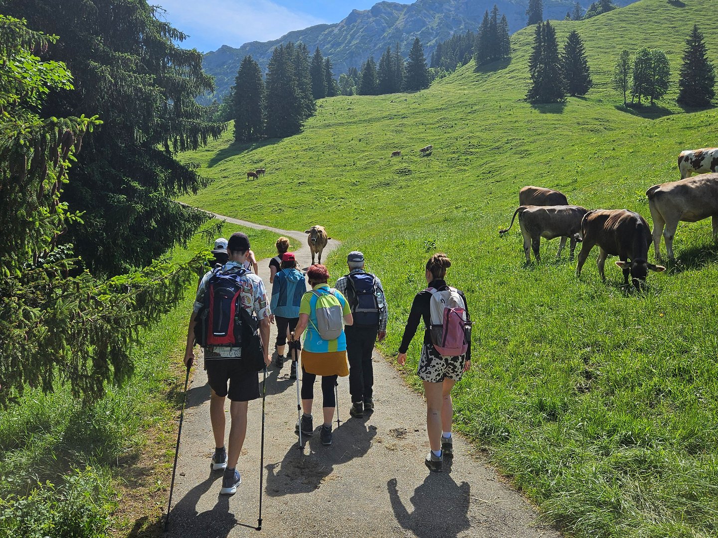 Exklusive Wandertipps von Basti Wandergruppe auf Weg in grüner Berglandschaft mit grasenden Kühen