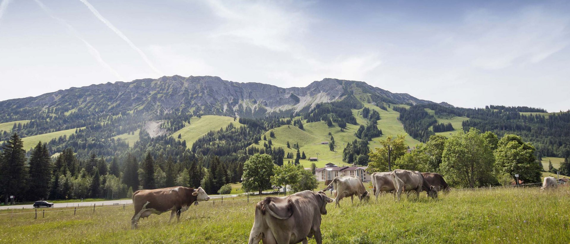 Panoramahotel Oberjoch | Bergbahnen Oberjoch Kühe grasen auf grüner Wiese vor bewaldeten Bergen unter blauem Himmel