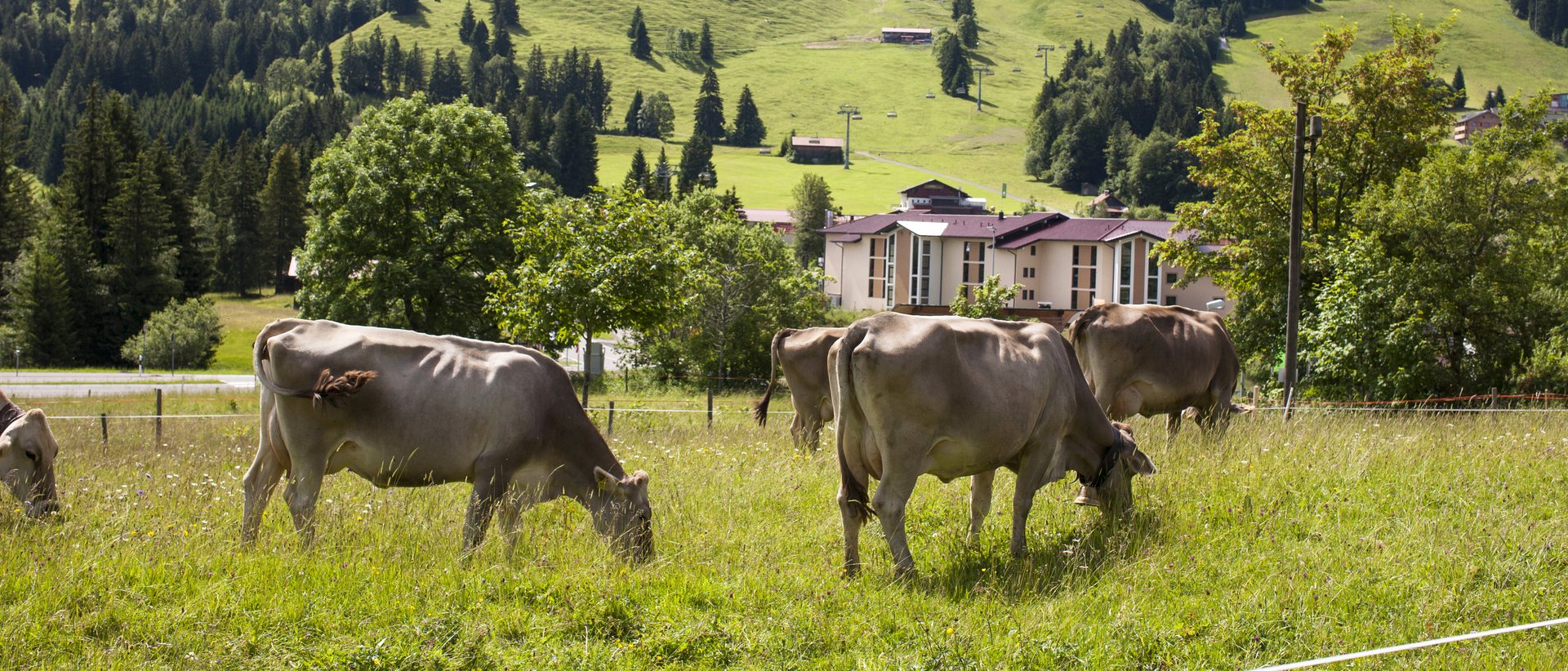 Autofrei in Das Weitblick Allgäu reisen Kühe grasen auf einer Wiese vor Bergen und Gebäuden im Hintergrund