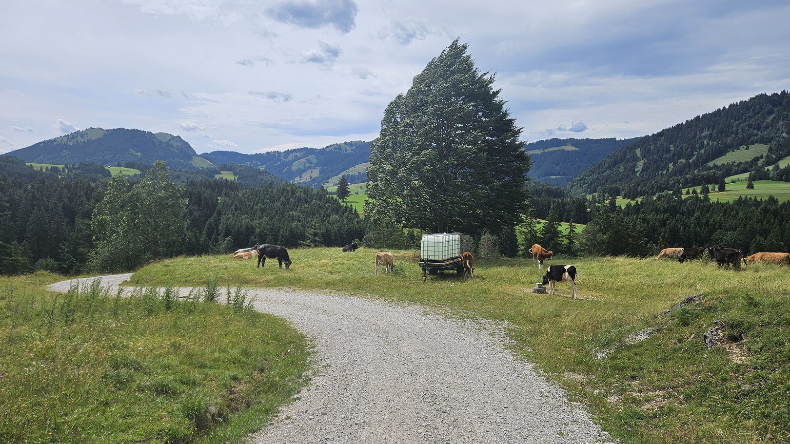 E-Bike Touren rund um Oberjoch Kühe grasen auf einer Wiese neben einem geschwungenen Feldweg in den Bergen