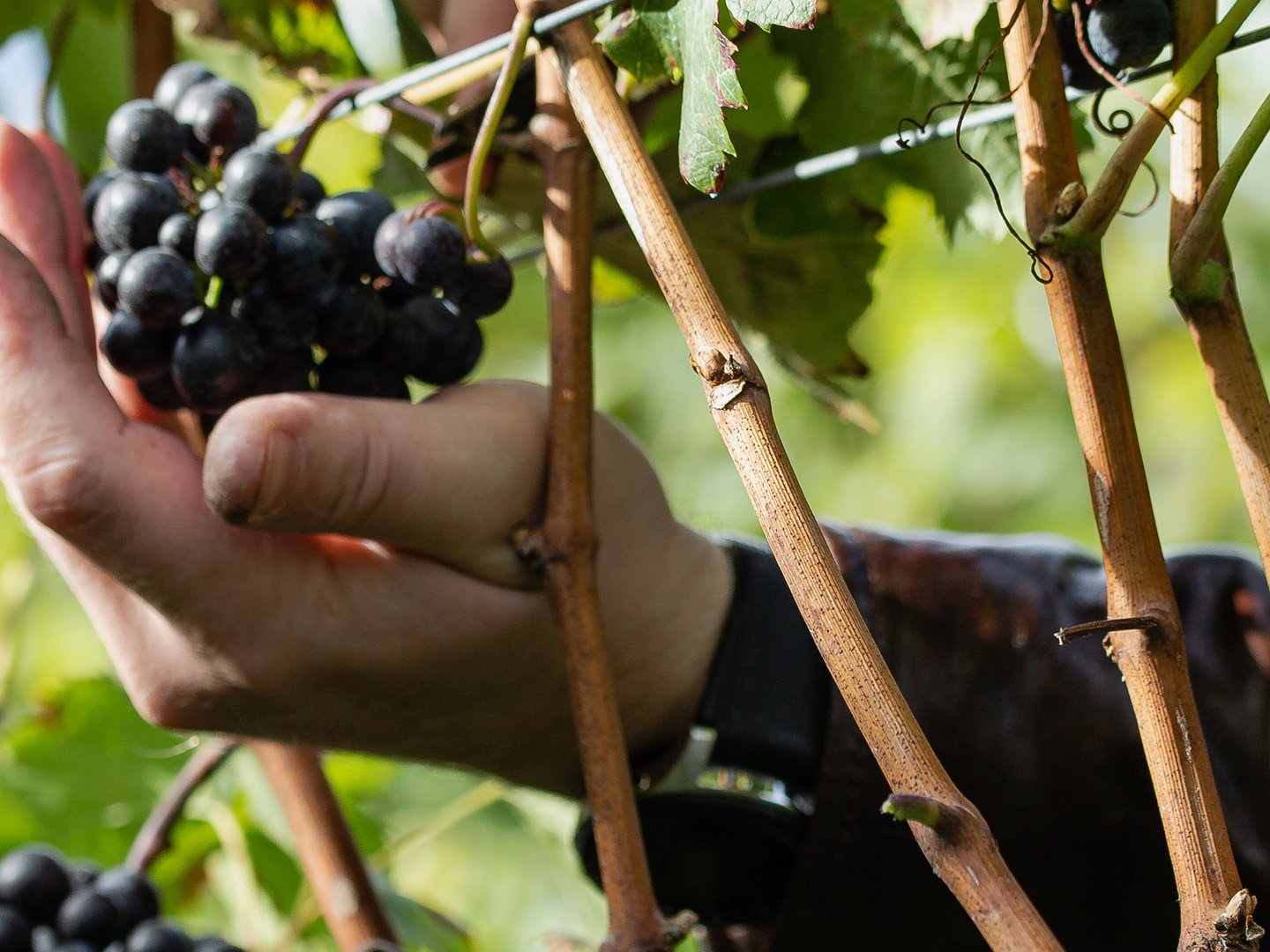 Restaurants & Bars im Panoramahotel Oberjoch Restaurants & Bars im Panoramahotel Oberjoch